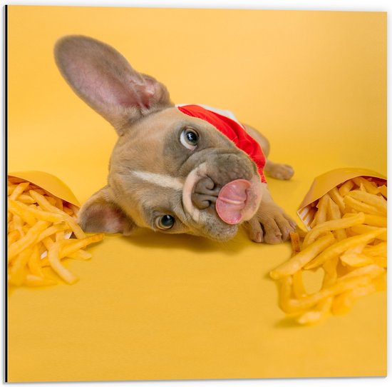 WallClassics - Dibond - Hondje tussen Frietjes met Gele Achtergrond - 50x50 cm Foto op Aluminium (Met Ophangsysteem)