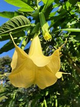 Brugmansia Geel – 3 Planten - Engelentrompet – Kuipplant – Potplant - Groenblijvend – ⌀9 cm - 25-30 cm - Garden Select