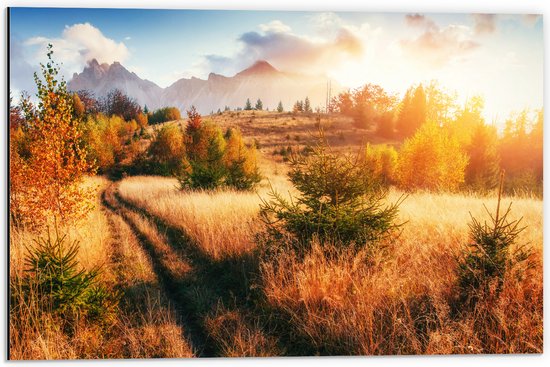 Dibond - Felle Zon over Landschap met Oranje Bomen en Droge Grassen - 60x40 cm Foto op Aluminium (Met Ophangsysteem)