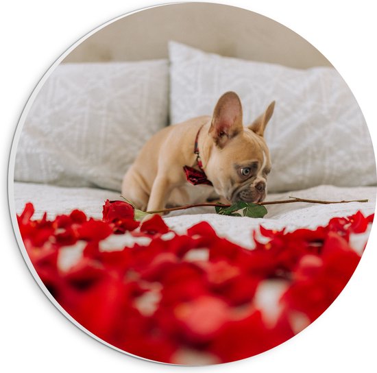 WallClassics - PVC Schuimplaat Muurcirkel - Hondje op Bed met Rode Rozenblaadjes - Franse Buldog - 20x20 cm Foto op Muurcirkel (met ophangsysteem)