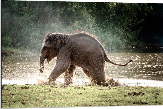 Dibond - Baby Olifant Spelend in Meer in Regenwoud - 90x60 cm Foto op Aluminium (Wanddecoratie van metaal)