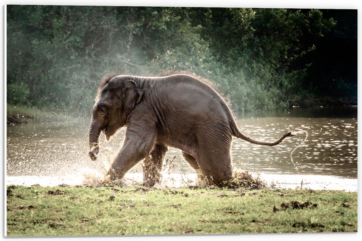 PVC Schuimplaat - Baby Olifant Spelend in Meer in Regenwoud - 60x40 cm Foto op PVC Schuimplaat (Met Ophangsysteem)