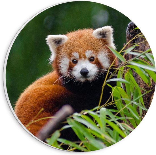 PVC Schuimplaat Muurcirkel - Aandoenlijke Rode Panda op Boomstam met Groene Planten - 20x20 cm Foto op Muurcirkel (met ophangsysteem)