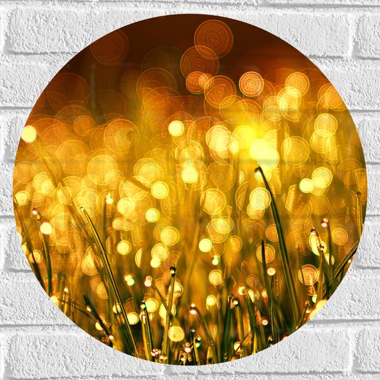 Muursticker Cirkel - Gras met Gouden Waterdruppels - 50x50 cm Foto op Muursticker