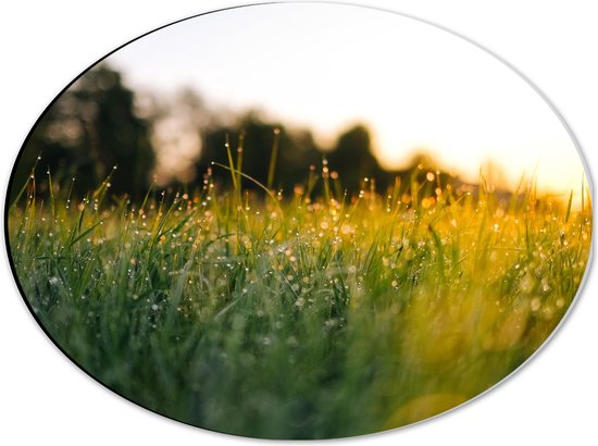 Dibond Ovaal - Gras na de Regen vanaf Kikkerperspectief - 40x30 cm Foto op Ovaal (Met Ophangsysteem)