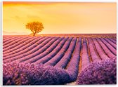 PVC Schuimplaat - Felle Zonsondergang over de Lavendelvelden met Eenzame Boom - 40x30 cm Foto op PVC Schuimplaat (Met Ophangsysteem)