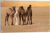 Tuinposter – Drie Kamelen met Jong in Woestijn Landschap - 90x60 cm Foto op Tuinposter (wanddecoratie voor buiten en binnen)