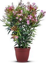 Tropictrees - Nerium Oleander - Oleander Roze - Roze bloemen - Pot ⌀ 27cm - Hoogte 80-100cm