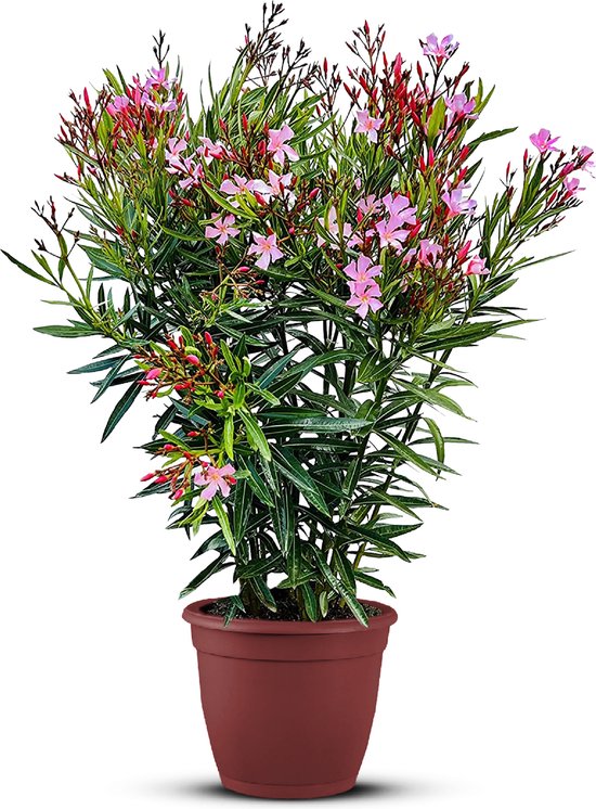 Tropictrees - Oleander Roze