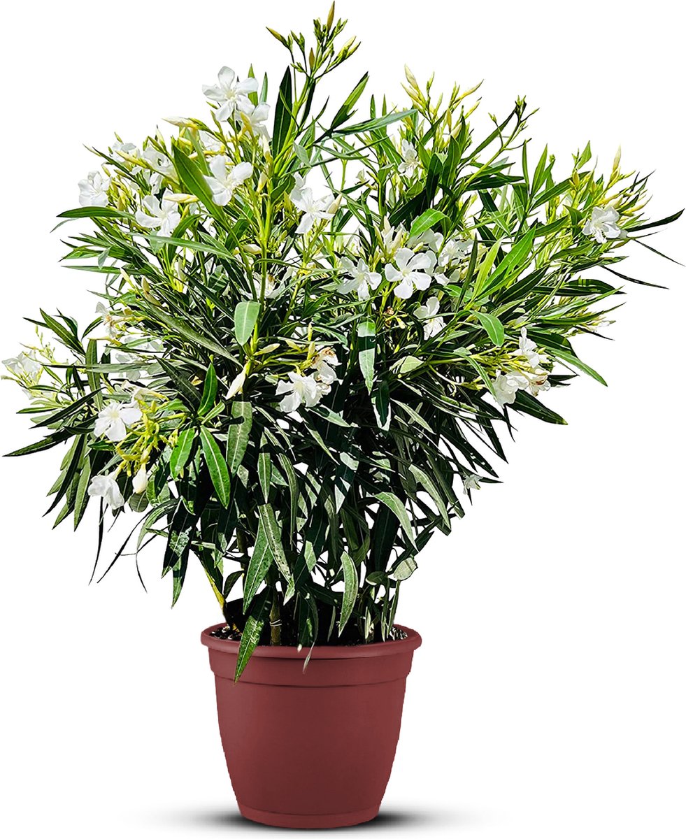 Tropictrees - Nerium Oleander - Oleander Wit - Witte bloemen - Pot ⌀ 27cm - Hoogte 80-100cm
