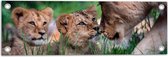 Tuinposter – Duo Leeuwenwelpjes bij Moeder in Groen Grasveld - 60x20 cm Foto op Tuinposter (wanddecoratie voor buiten en binnen)