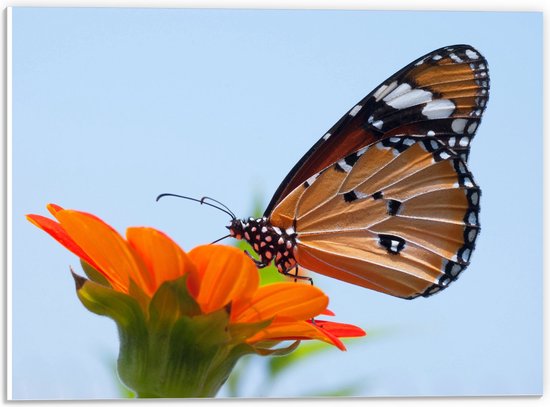 PVC Schuimplaat - Bruine Vlinder met Patroon Zittend op Oranje Bloem - 40x30 cm Foto op PVC Schuimplaat (Met Ophangsysteem)