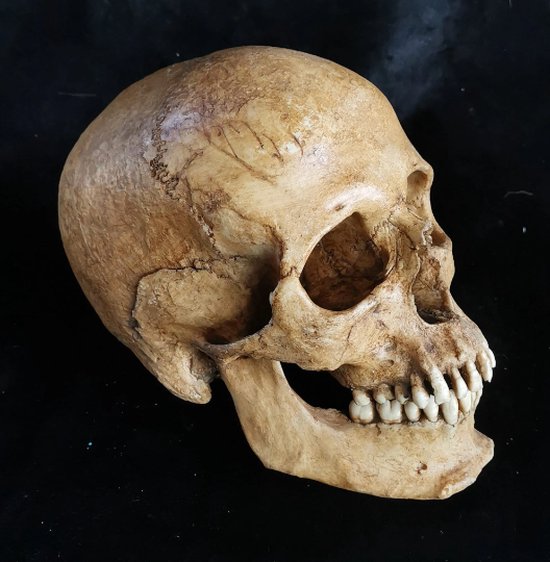 aanvaardbaar hoek Incubus Preparatenshop replica cast schedel mens met onderkin | bol.com