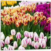 Tuinposter – Bloemenveld met Oranje, Roze en Paarse Tulpen - 80x80 cm Foto op Tuinposter (wanddecoratie voor buiten en binnen)