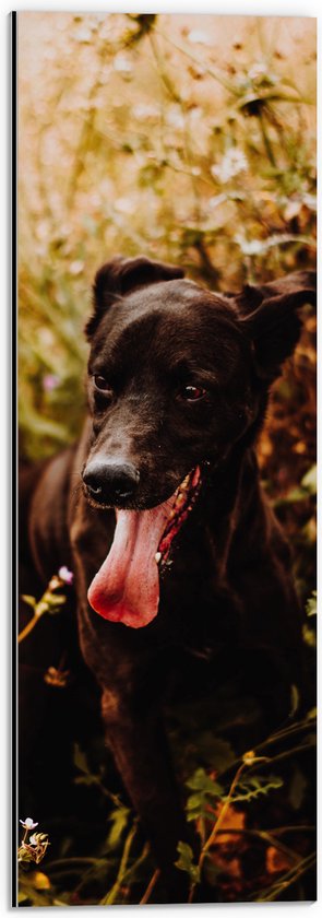 Dibond - Hijgende Zwarte Hond tussen Groene Takken - 20x60 cm Foto op Aluminium (Met Ophangsysteem)