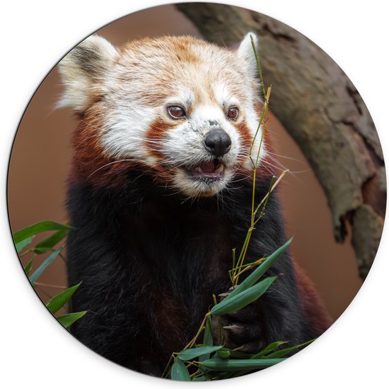 Dibond Muurcirkel - Etende Rode Panda van Groene Planten - 70x70 cm Foto op Aluminium Muurcirkel (met ophangsysteem)