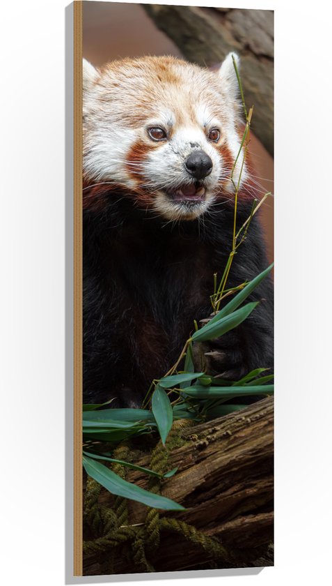 Hout - Etende Rode Panda van Groene Planten - 40x120 cm - 9 mm dik - Foto op Hout (Met Ophangsysteem)