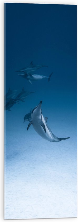 Acrylglas - Groepje Wilde Dolfijnen op de Zeebodem - 30x90 cm Foto op Acrylglas (Wanddecoratie op Acrylaat)