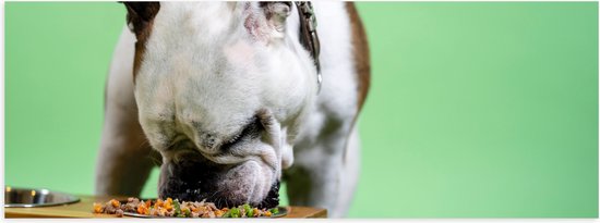 WallClassics - Poster Glanzend – Hondje aan het Eten voor Groene Achtergrond - Buldog - 120x40 cm Foto op Posterpapier met Glanzende Afwerking