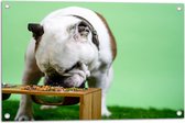 WallClassics - Tuinposter – Hondje aan het Eten voor Groene Achtergrond - Buldog - 75x50 cm Foto op Tuinposter (wanddecoratie voor buiten en binnen)