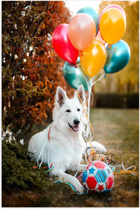 WallClassics - Poster (Mat) - Liggende Hond met Bal en Ballonnen - 50x75 cm Foto op Posterpapier met een Matte look