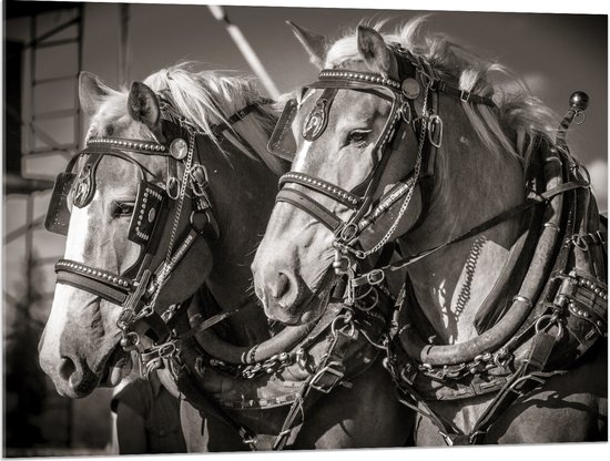 WallClassics - Acrylglas - Prachtig Luxe Paarden in Zwart Wit - 100x75 cm Foto op Acrylglas (Met Ophangsysteem)