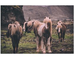 WallClassics - Poster Glanzend – Kudde Friese Paarden - 60x40 cm Foto op Posterpapier met Glanzende Afwerking