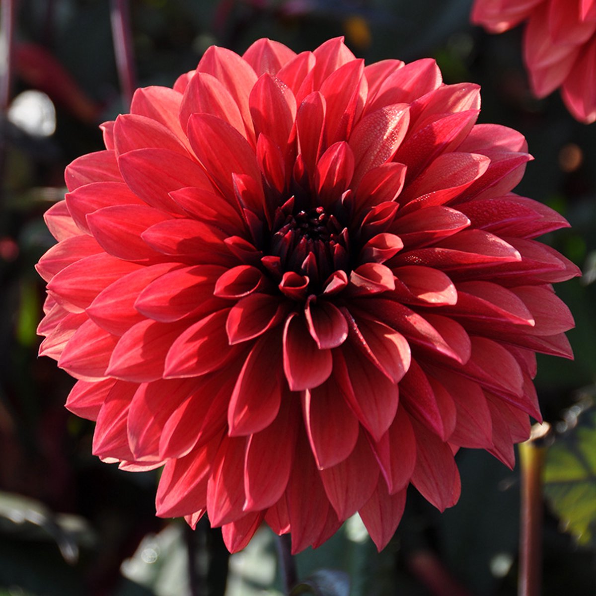 Dahlia Danique | 6 stuks | Decoratieve Dahlia | Knol | Oranje | Rood | Dahlia Knollen van Top Kwaliteit | 100% Bloeigarantie | QFB Gardening