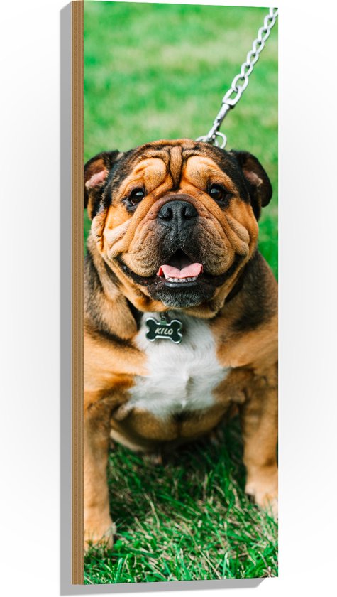 WallClassics - Hout - Portret van Bruine Engelse Bulldog - 30x90 cm - 9 mm dik - Foto op Hout (Met Ophangsysteem)