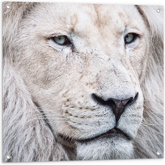 Tuinposter – Portret van Witte Leeuw met Mooie Manen - 80x80 cm Foto op Tuinposter (wanddecoratie voor buiten en binnen)
