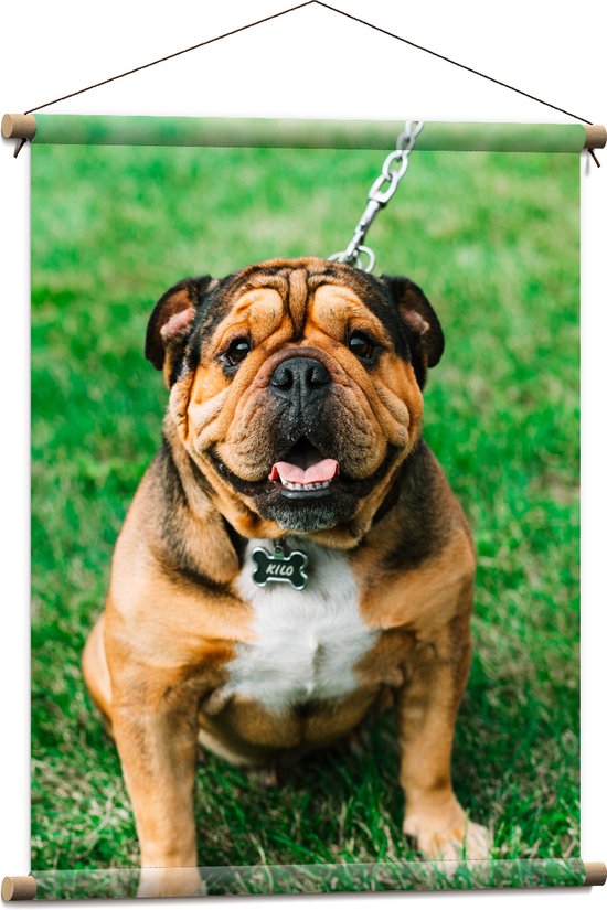 WallClassics - Textielposter - Portret van Bruine Engelse Bulldog - 60x80 cm Foto op Textiel