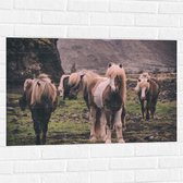 WallClassics - Muursticker - Kudde Friese Paarden - 90x60 cm Foto op Muursticker