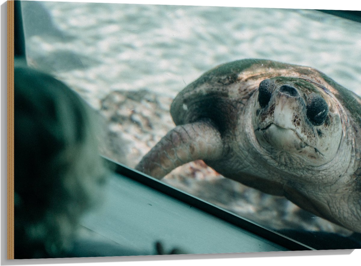 Hout - Grote Schildpad achter Glas in Aquarium - 100x75 cm - 9 mm dik - Foto op Hout (Met Ophangsysteem)