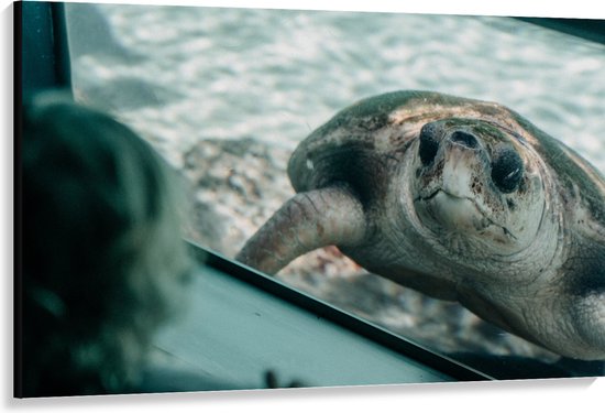 WallClassics - Toile - Grande tortue derrière une Glas dans un aquarium - 150x100 cm Photo sur toile (Décoration murale sur toile)
