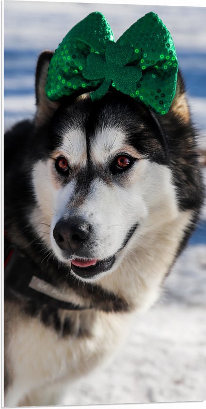 WallClassics - PVC Schuimplaat- Hond met Strik op Haarband in de Sneeuw - Siberische Husky - 50x100 cm Foto op PVC Schuimplaat