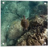 WallClassics - Tuinposter – Kleine Schildpad zwemmend in de Zee - 50x50 cm Foto op Tuinposter (wanddecoratie voor buiten en binnen)