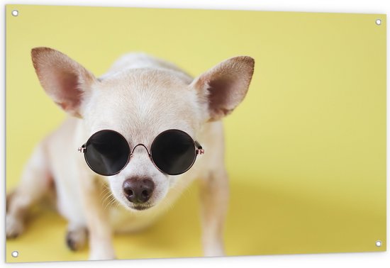 Tuinposter – Coole Chihuahua Hond met Zonnebril op Gele Achtergrond - 120x80 cm Foto op Tuinposter (wanddecoratie voor buiten en binnen)