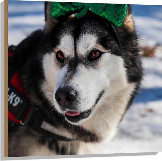 WallClassics - Hout - Hond met Strik op Haarband in de Sneeuw - Siberische Husky - 80x80 cm - 9 mm dik - Foto op Hout (Met Ophangsysteem)