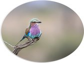 PVC Schuimplaat Ovaal - Meerkleurige Vorkstaartscharrelaar Vogel op Dunne Tak van Boom - 40x30 cm Foto op Ovaal (Met Ophangsysteem)