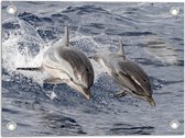Tuinposter – Duo van Gelukkige Dolfijnen op Zee - 40x30 cm Foto op Tuinposter (wanddecoratie voor buiten en binnen)