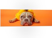 WallClassics - PVC Schuimplaat- Hond met Ananas Pak bij een Oranje Achtergrond - 90x30 cm Foto op PVC Schuimplaat