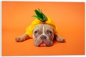 WallClassics - PVC Schuimplaat - Hond met Ananas Pak bij een Oranje Achtergrond - 60x40 cm Foto op PVC Schuimplaat (Met Ophangsysteem)