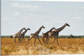 Dibond - Kudde Rennende Giraffen door Afrikaans Landschap - 90x60 cm Foto op Aluminium (Wanddecoratie van metaal)