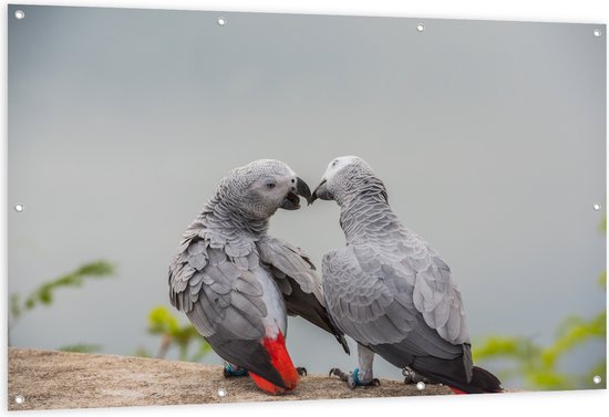 Tuinposter – Liefdevol Grijs Vogelpaar met Rode Staarten - 150x100 cm Foto op Tuinposter (wanddecoratie voor buiten en binnen)