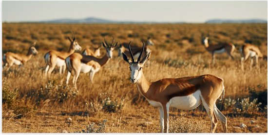 Poster Glanzend – Kudde Antilopes in Droog Savanne Landschap - 100x50 cm Foto op Posterpapier met Glanzende Afwerking