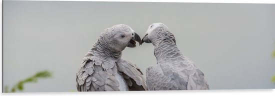 Dibond - Liefdevol Grijs Vogelpaar met Rode Staarten - 120x40 cm Foto op Aluminium (Met Ophangsysteem)