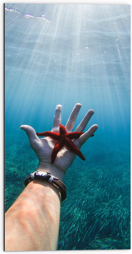 WallClassics - Dibond - Rode Zeester Onder Water - 50x100 cm Foto op Aluminium (Met Ophangsysteem)