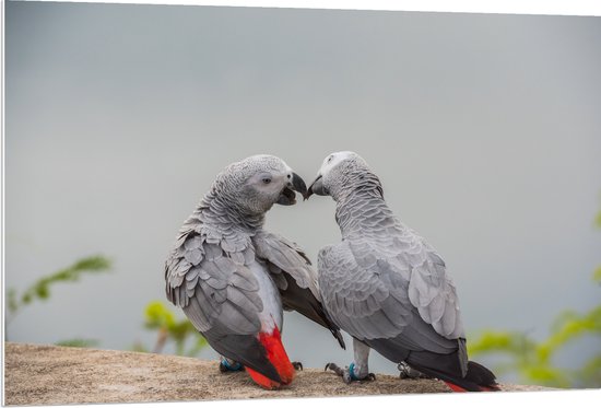 PVC Schuimplaat - Liefdevol Grijs Vogelpaar met Rode Staarten - 120x80 cm Foto op PVC Schuimplaat (Met Ophangsysteem)