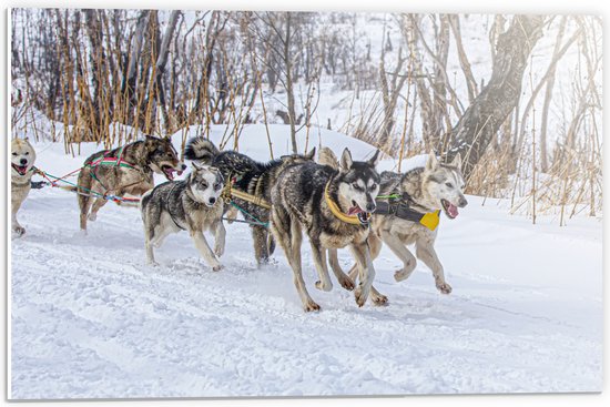 PVC Schuimplaat - Groep Slee-honden in Sneeuwlandschap - 60x40 cm Foto op PVC Schuimplaat (Met Ophangsysteem)