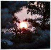 PVC Schuimplaat - Zon door de Bomen - 50x50 cm Foto op PVC Schuimplaat (Met Ophangsysteem)